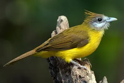 Bulbul golabianca