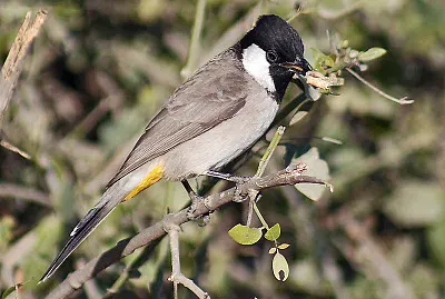 Bulbul guancebianche