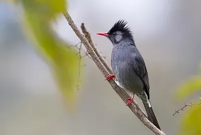Bulbul nero