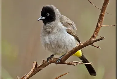 Bulbul dagli occhiali