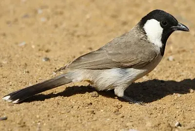 Bulbul guancebianche senza cresta