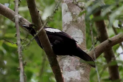 Bulbul nero e bianco