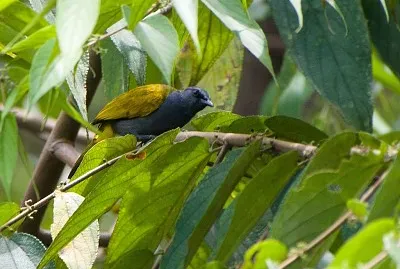 Bulbul ventregrigio