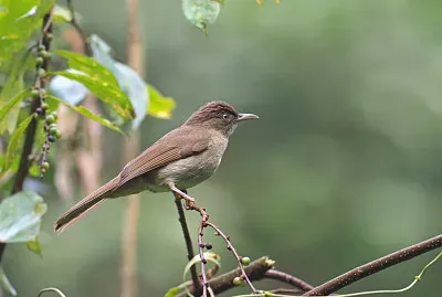 Bulbul ventilato jigsaw puzzle
