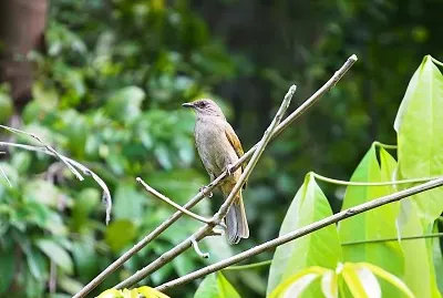 Bulbul ventreoliva jigsaw puzzle