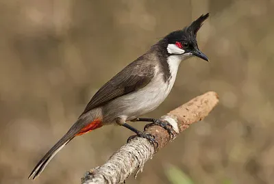 Bulbul dai mustacchi rossi