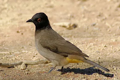 Bulbul occhirossi