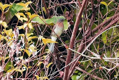 Bulbul delle filippine