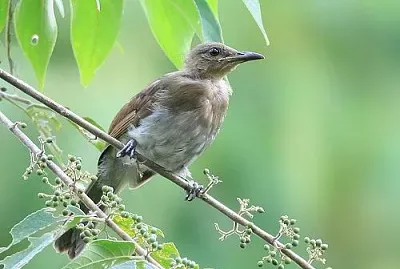 Bulbul pettostriato