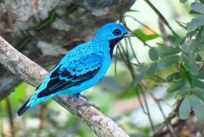 Cotinga turchese
