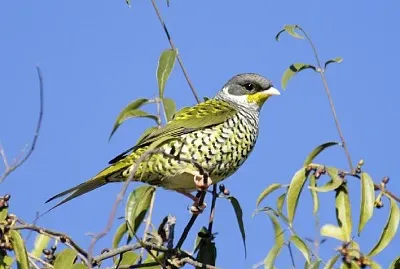 Cotinga coda di rondine