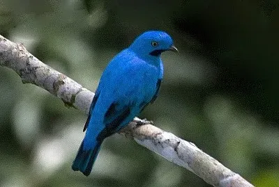 Cotinga maynana