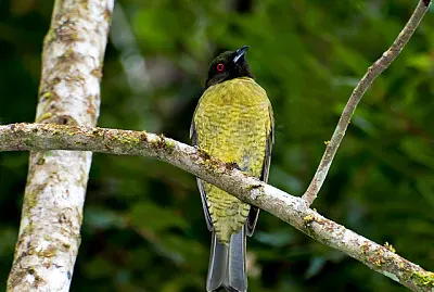 Beccabacca testanera