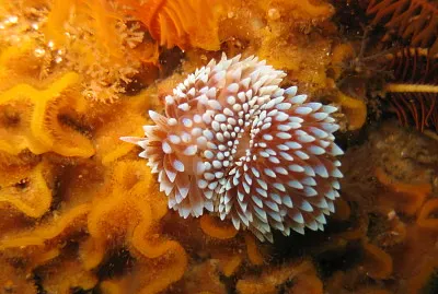 Janolus capensis jigsaw puzzle