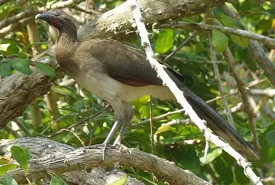 Ciacialaca alicastane