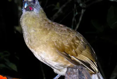 Ciacialaca disadorno