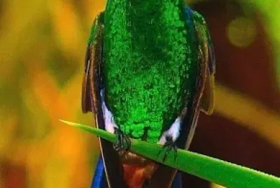 ColibrÃ­