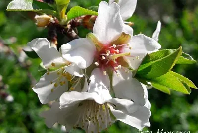 flor de almendro jigsaw puzzle