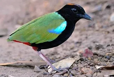 Pitta arcobaleno