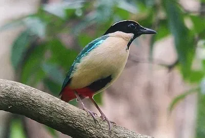 Pitta elegante