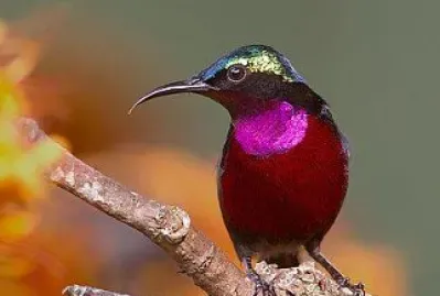 COLIBRI PURPURA