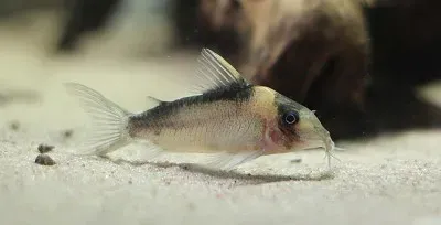 Corydoras imitator jigsaw puzzle