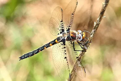 Helocordulia selysii jigsaw puzzle