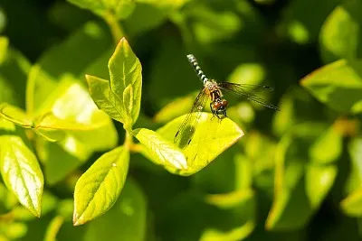 Elfin skimmer jigsaw puzzle
