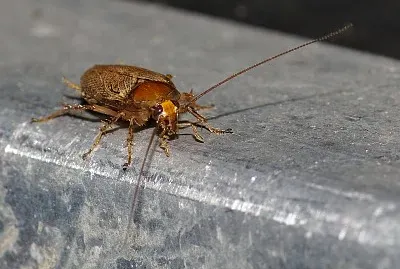 Ectobius pallidus jigsaw puzzle