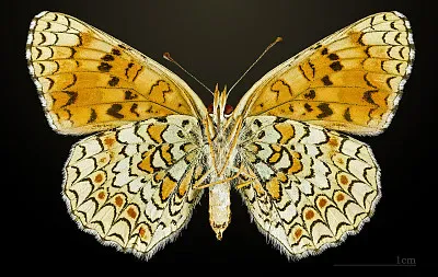 Melitaea phoebe jigsaw puzzle