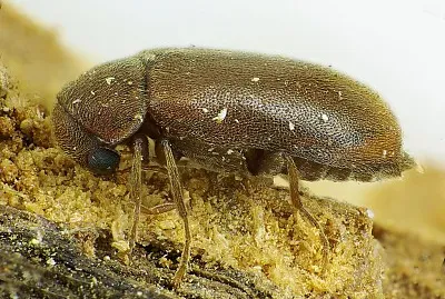 Ernobius mollis