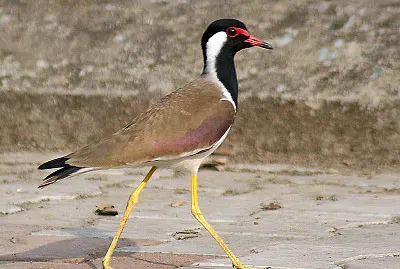 Pavocella indiana dalle caruncole rosse