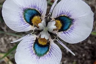 flores jigsaw puzzle