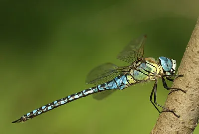 Aeshna affinis jigsaw puzzle