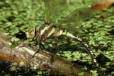 Aeshna canadensis jigsaw puzzle