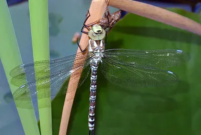 Aeshna cyanea jigsaw puzzle