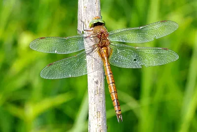 Aeshna isocele jigsaw puzzle