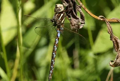 Basiaeshna janata jigsaw puzzle