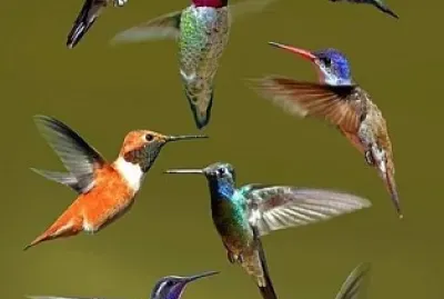 Colibries jigsaw puzzle