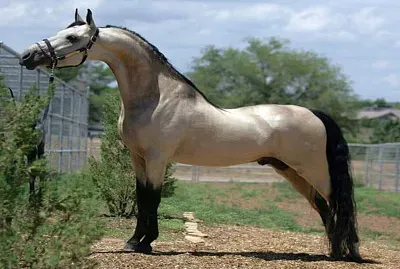 Platino jigsaw puzzle