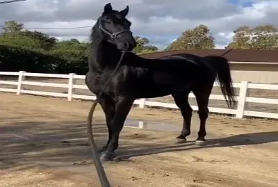 oro negro jigsaw puzzle