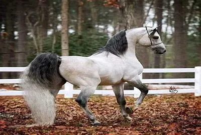 diamante jigsaw puzzle