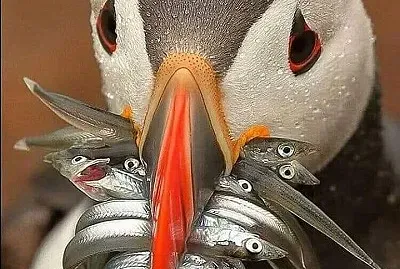 Frailesillo jigsaw puzzle