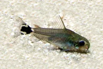 Corydoras hastatus