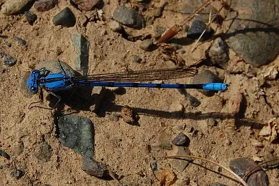 Argia agroides
