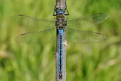 Anax imperator jigsaw puzzle