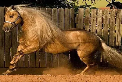 de bronce jigsaw puzzle