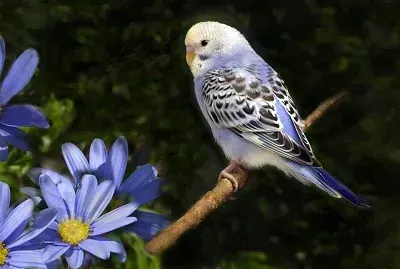 flores