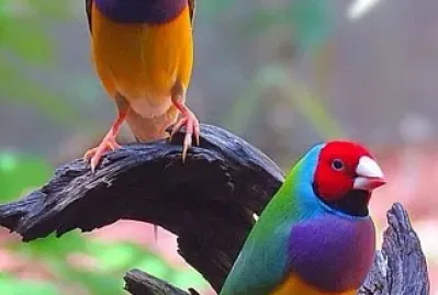 cores