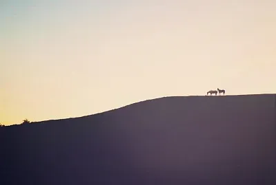 natural jigsaw puzzle